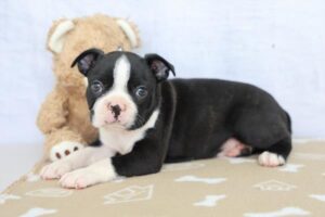 Boston Terrier (M)- 31188