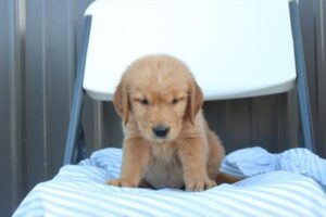 Golden Retriever (M)- 31177