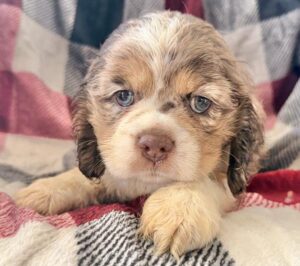 Cocker Spaniel (M)- 31178