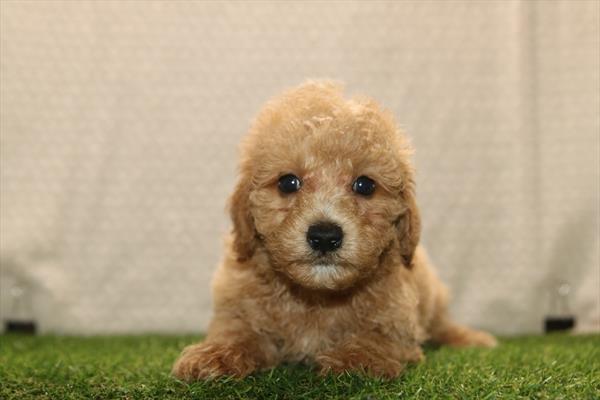 Leo — Maltipoo — Image 1