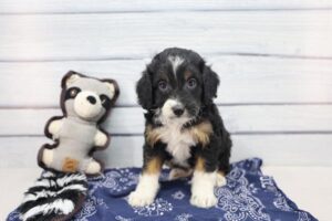 Bernedoodle Mini 2nd Gen (M) – 31190