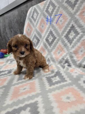 Cavapoo (F) – 31204