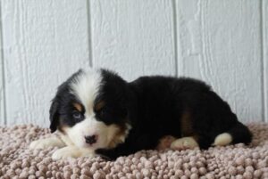 Bernese Mountain Dog (M) – 31187