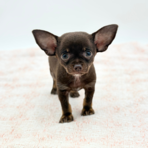Pinto Bean — photo 3