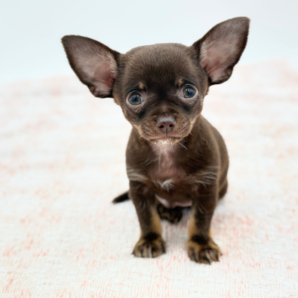 Chihuahua