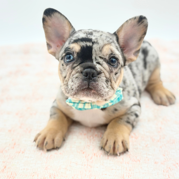 French Bulldog