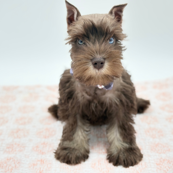 Daemon — Miniature Schnauzer — Image 4