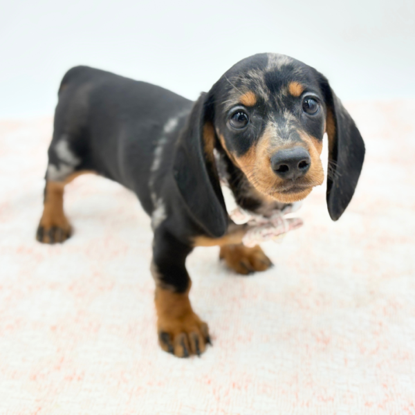 Ginny — Dachshund — Image 2