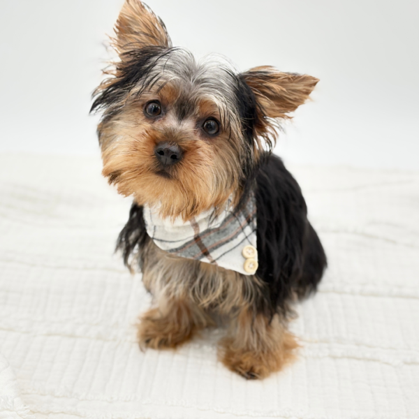Roscoe — Yorkshire Terrier — Image 3