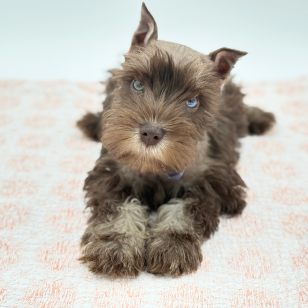 Miniature Schnauzer