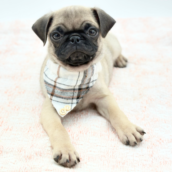 Moose — Pug — Image 1