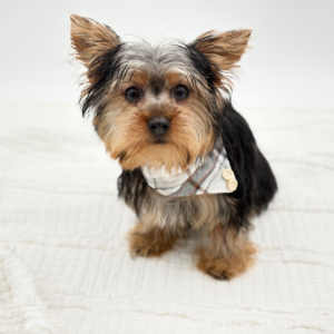Roscoe — photo 2