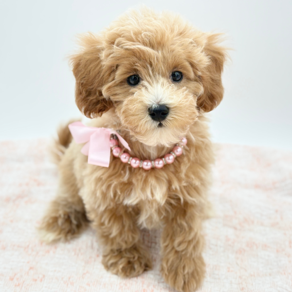 Calliope — Maltipoo — Image 2