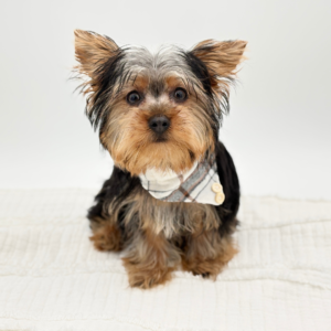 Roscoe — photo 1