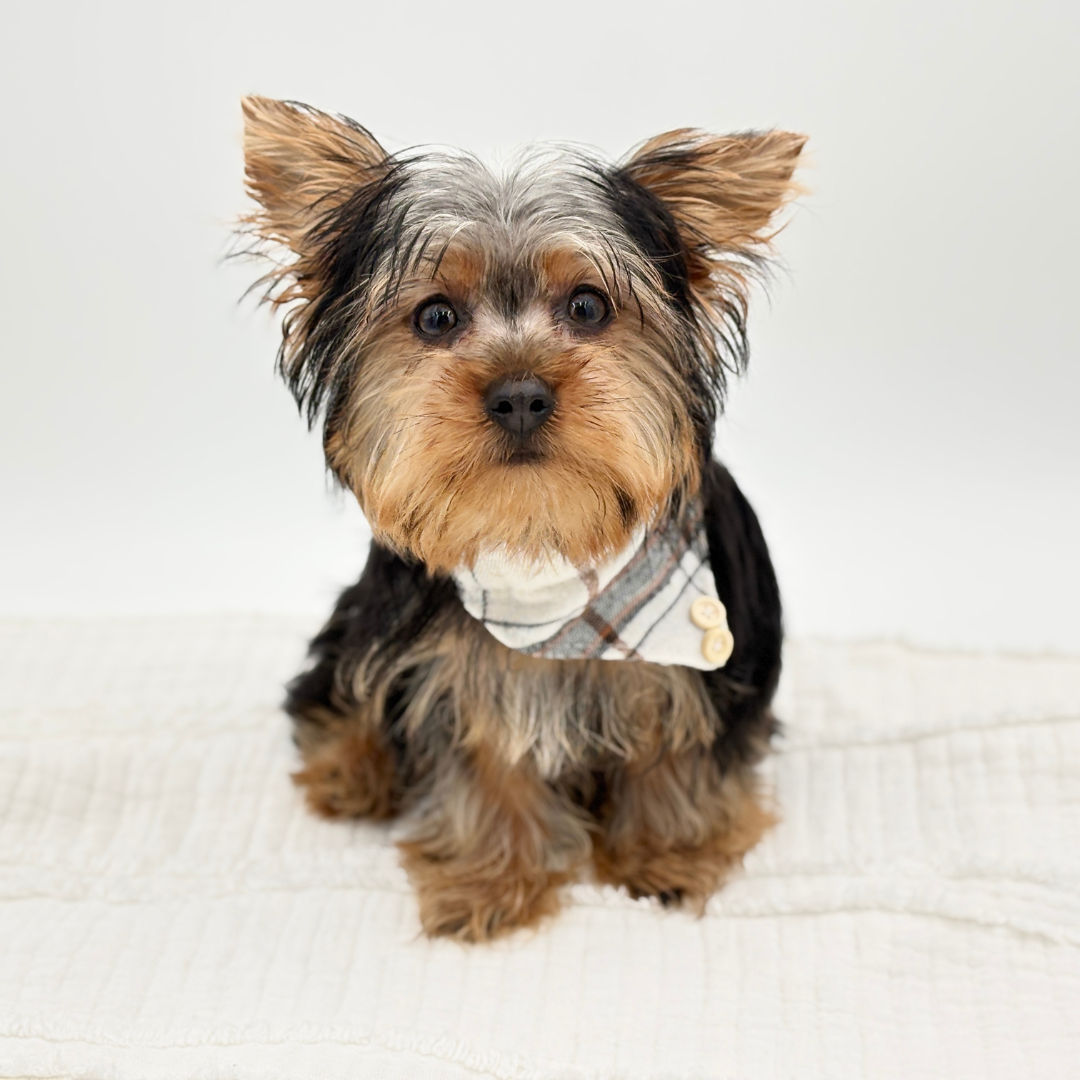 Yorkshire Terrier in Bradenton, FL