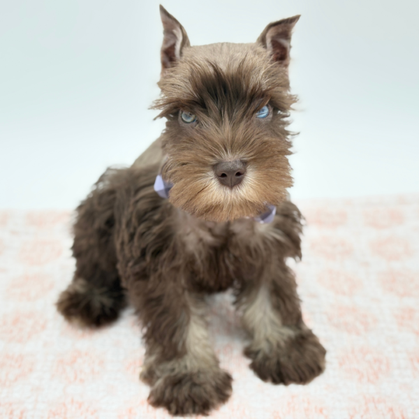 Daemon — Miniature Schnauzer — Image 2