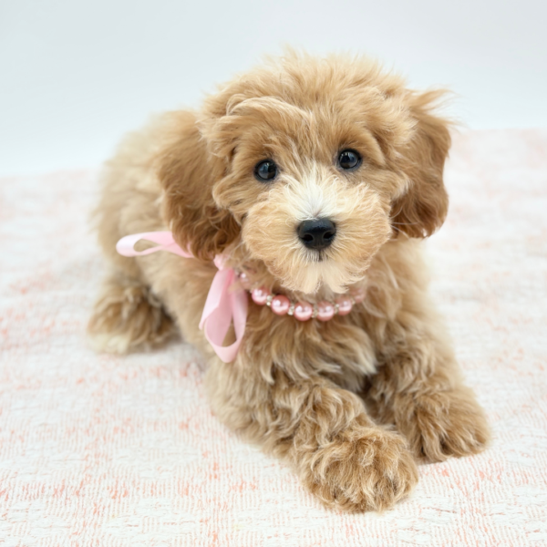 Calliope — Maltipoo — Image 1