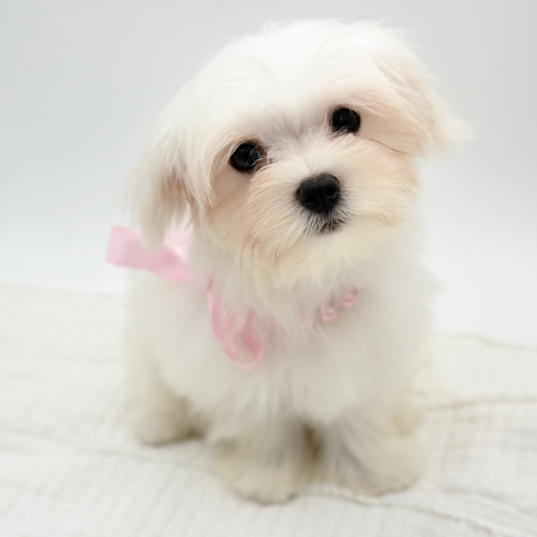 Winter — Maltese — Image 1