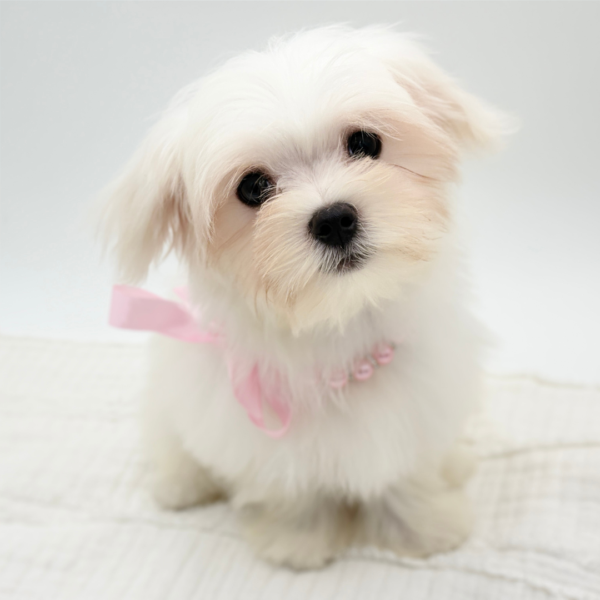 Winter — Maltese — Image 3