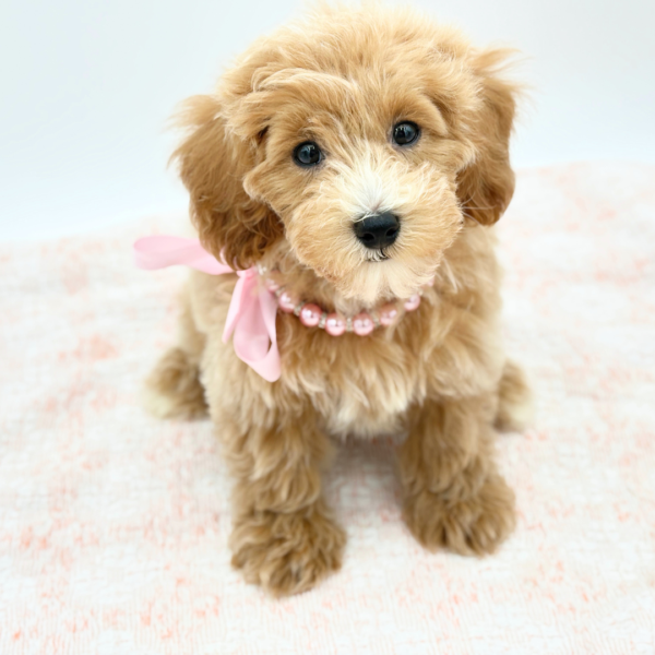 Calliope — Maltipoo — Image 4