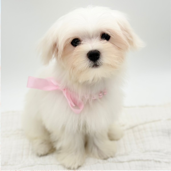 Winter — Maltese — Image 4