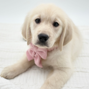 Chloe — photo 1
