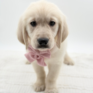 Chloe — photo 2
