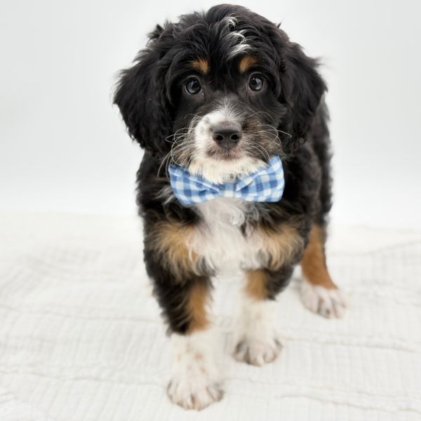 Otto — Bernedoodle Mini 2nd Gen — Image 2