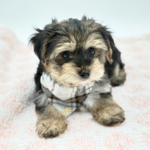 Duncan — photo 3