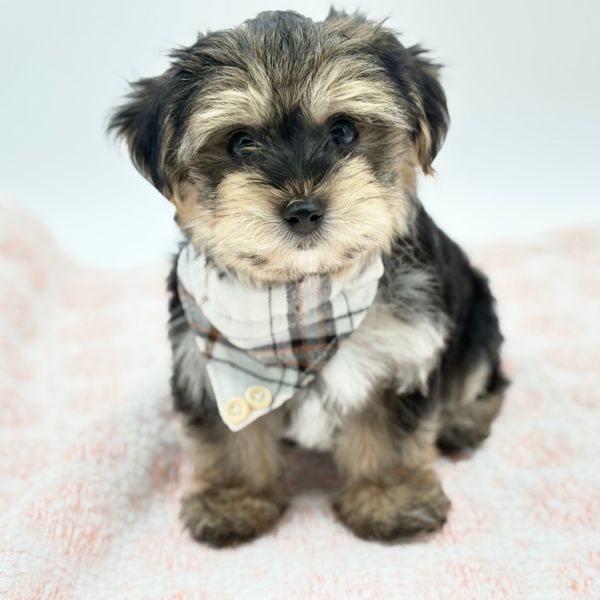 Duncan — Morkie — Image 2