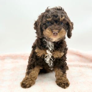 Mocha — photo 2