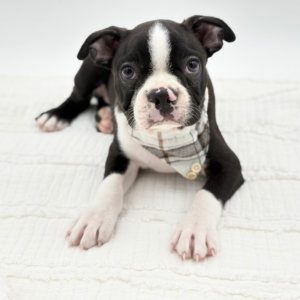 Spud — photo 2