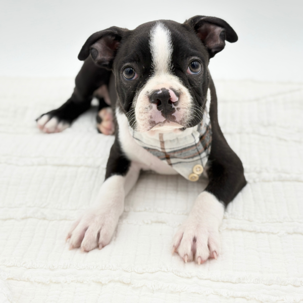 Spud — Boston Terrier — Image 2