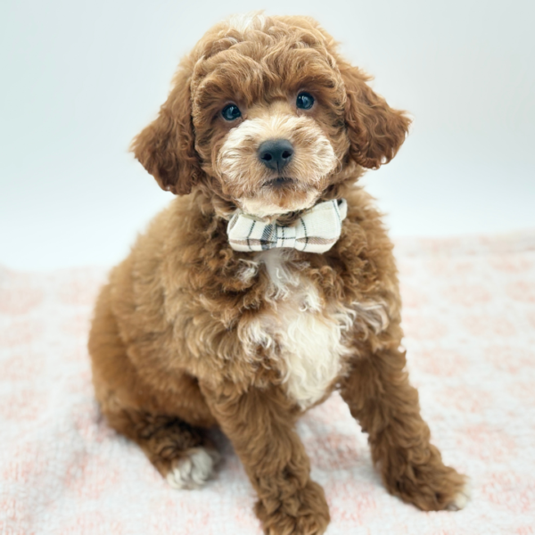 Max — Goldendoodle Mini 2nd Gen — Image 2