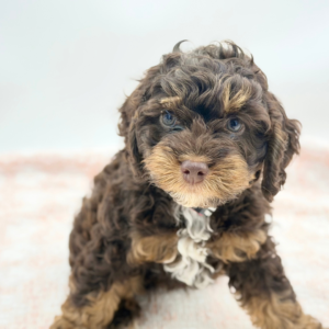 Mocha — photo 1
