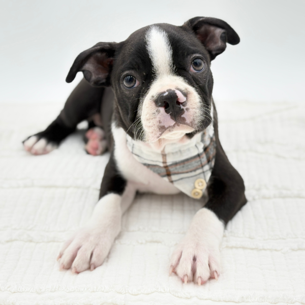Spud — Boston Terrier — Image 1