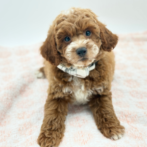 Max — photo 1