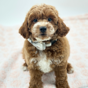 Max — photo 3