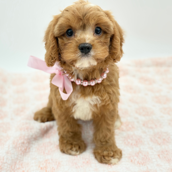 Allison — Cavapoo — Image 3