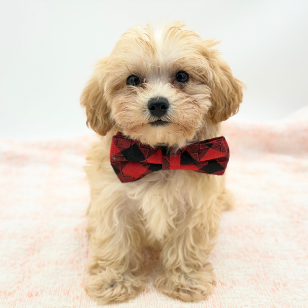 Elliott — Maltipoo — Image 2