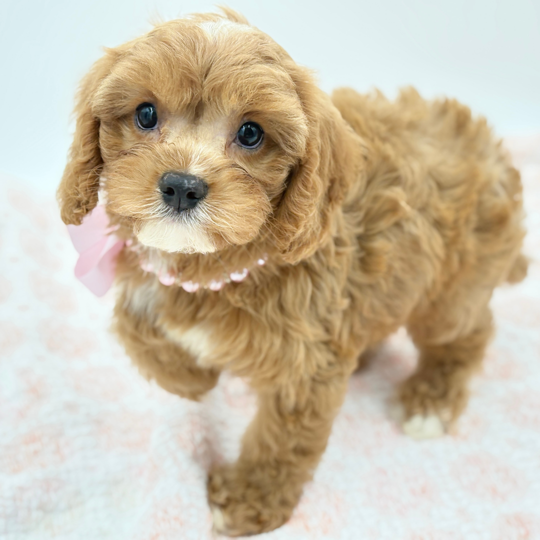 Cavapoo in Bradenton, FL