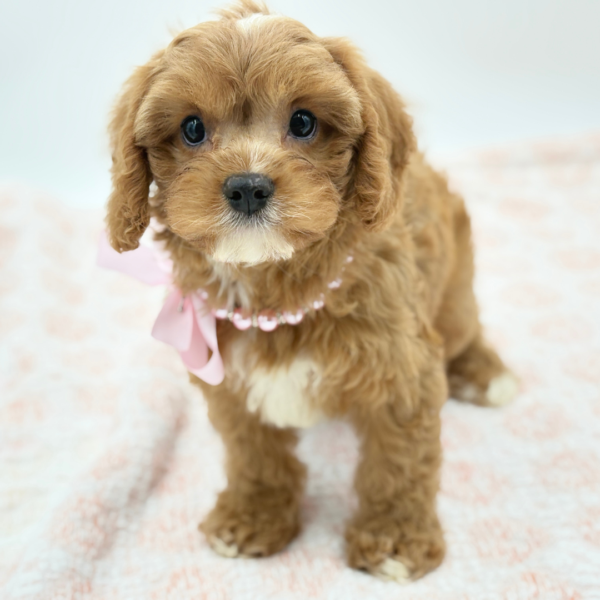 Allison — Cavapoo — Image 2