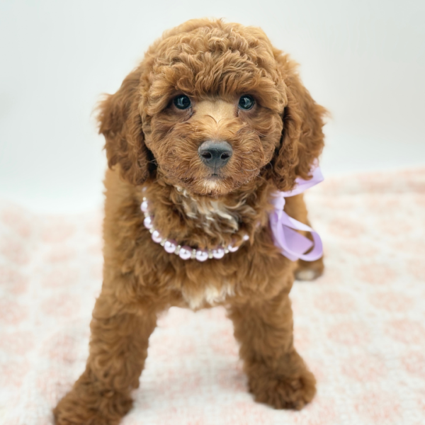 Dani — Goldendoodle Mini 2nd Gen — Image 3