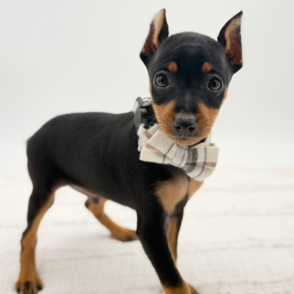 Dexter — Miniature Pinscher — Image 1