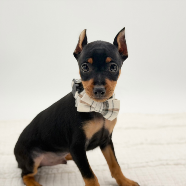 Dexter — Miniature Pinscher — Image 2