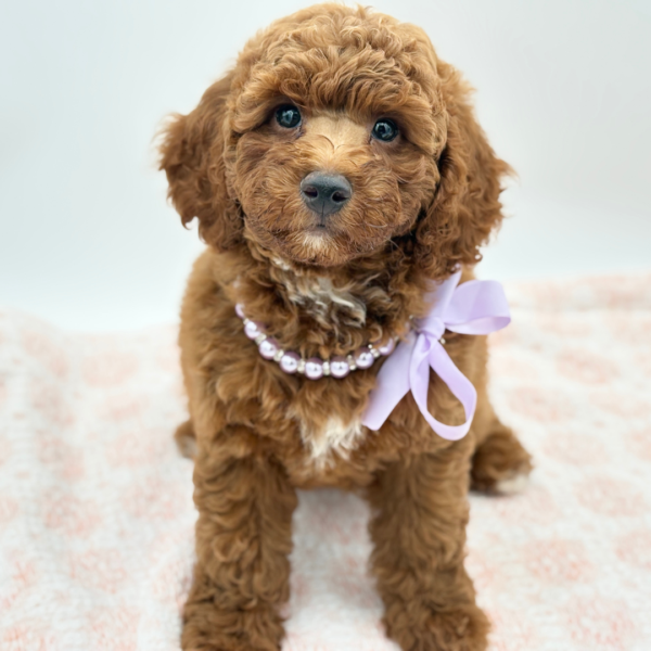 Dani — Goldendoodle Mini 2nd Gen — Image 2