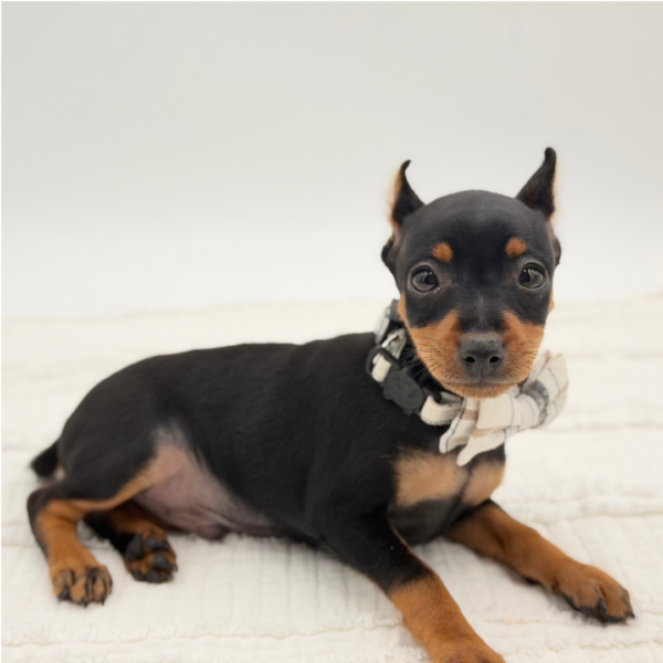 Dexter — Miniature Pinscher — Image 3