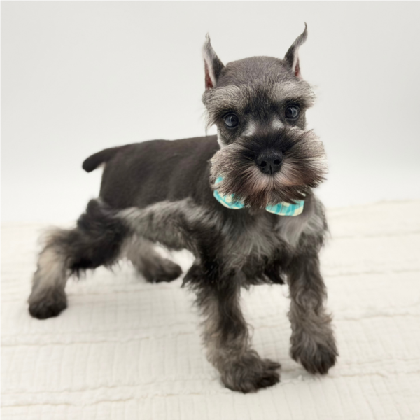 Alfred — Miniature Schnauzer — Image 3