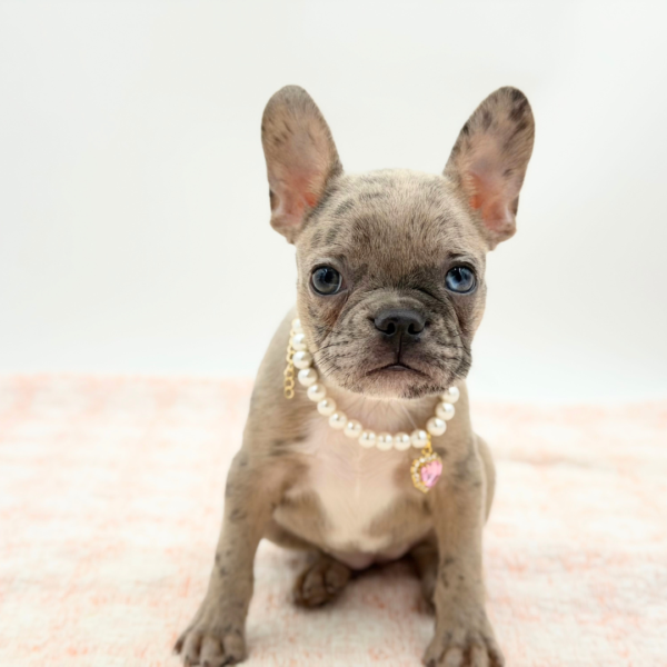 Colette — Frenchton — Image 2