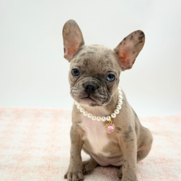 Colette — Frenchton — Image 3